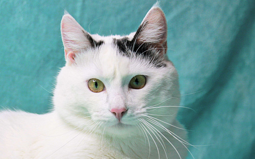 Сирота в поисках семьи