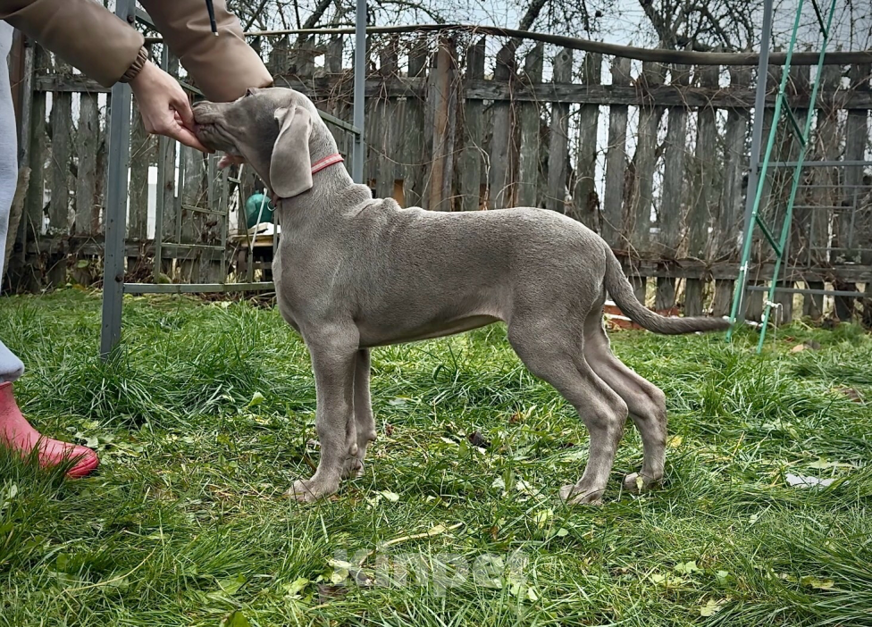 Собаки в других городах Московской области: Щенок веймаранера Девочка, 80 000 руб. - фото 6