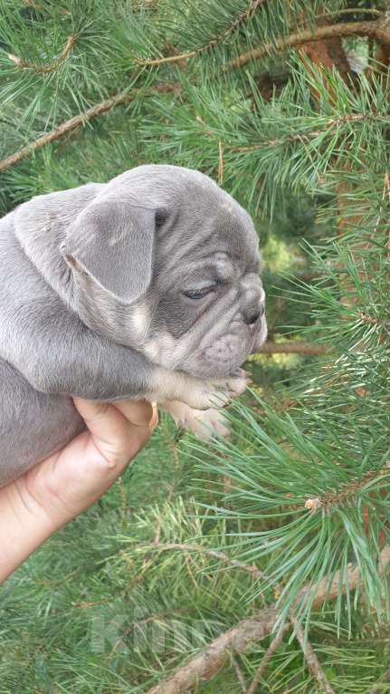 Собаки в Москве: Мальчик Лиловый с подпалом документы АБКС. Мальчик, 80 000 руб. - фото 2