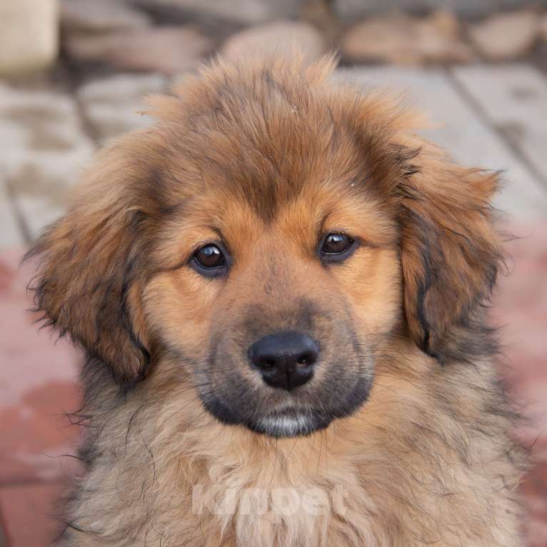 Собаки в Москве: Байра Девочка, Бесплатно - фото 1
