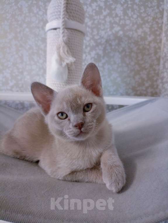 Кошки в Москве: Бурманские лиловые котята Разнополые, 70 000 руб. - фото 2