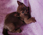 Кошки в Ливны: котята породы Европейская Бурма, 30 000 руб. - фото 7