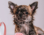 Собаки в Тольятти: Девочка чихуахуа подрощенная длинношерстная тигровая Девочка, 60 000 руб. - фото 6