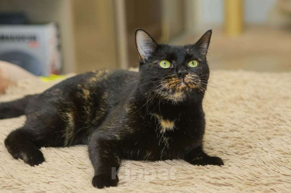Кошки в Санкт-Петербурге: Красавица Саванна ищет хозяина Девочка, Бесплатно - фото 5