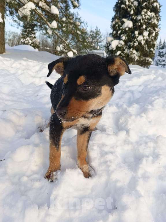 Собаки в других городах Ленинградской области: Ворчун Мальчик, Бесплатно - фото 4