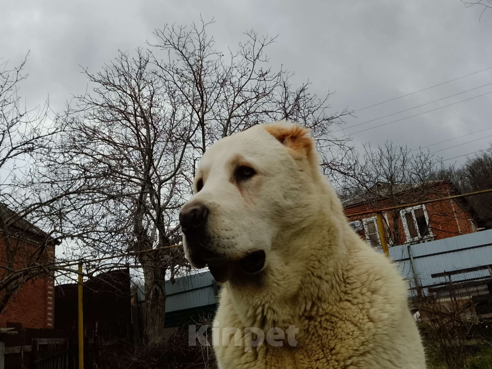 Собаки в других городах Краснодарского края: Алабай (САО) Мальчик, Бесплатно - фото 1