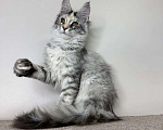 Кошки в Химках: Нежная девочка Мейн Кун Девочка, 50 000 руб. - фото 6