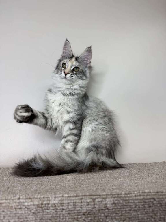 Кошки в Химках: Нежная девочка Мейн Кун Девочка, 50 000 руб. - фото 6