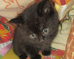 Кошки в Иркутске: Отдам котят в добрые руки. Родились 12 октября. Остались девочки. К лотку приучены. Возможна доставка. Девочка, Бесплатно - фото 2