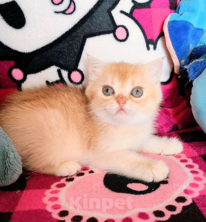 Кошки в Воронеже: Золотая шоколадная завуалированная шиншилла Девочка, 40 000 руб. - фото 1