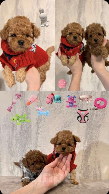 Собаки в Москве: Мальтипу девочки и мальчики мини и микро Девочка, 40 000 руб. - фото 3