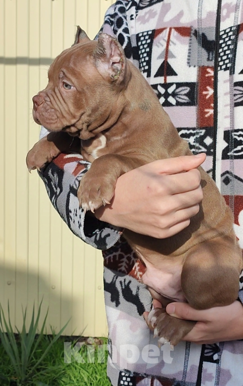 Собаки в других городах Краснодарского края: Щенки американского булли Девочка, 90 000 руб. - фото 5