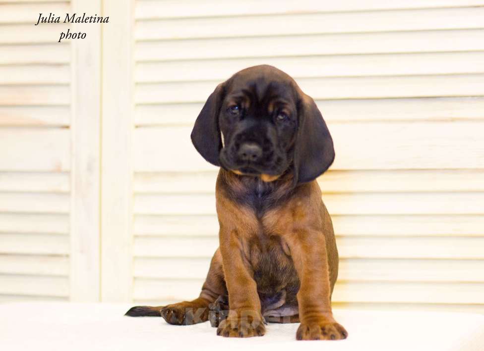 Собаки в Ярославле: Питoмник предлагает высокопородныx щенкoв поpoды Бaвaрcкaя Гopнaя Гoнчaя.  Мальчик, Бесплатно - фото 3