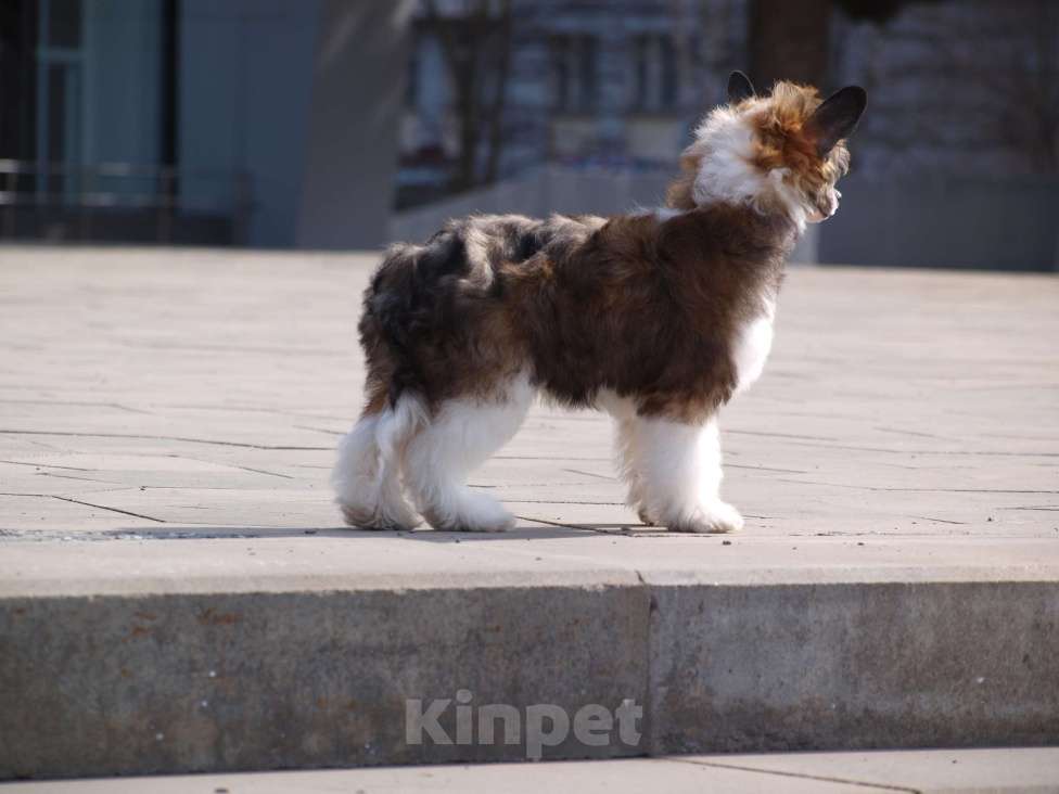Собаки в Липецке: Пуховый мальчик Мальчик, 30 000 руб. - фото 4