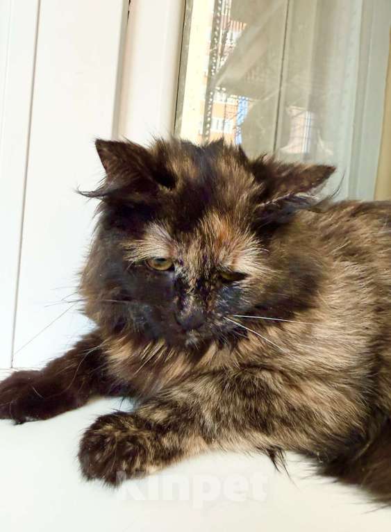 Кошки в Москве: пушистая котенок Пэрис в добрые руки Девочка, Бесплатно - фото 7