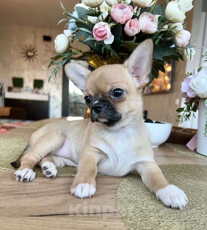 Собаки в Коломне: Кики девочка чихуахуа Девочка, 60 000 руб. - фото 1