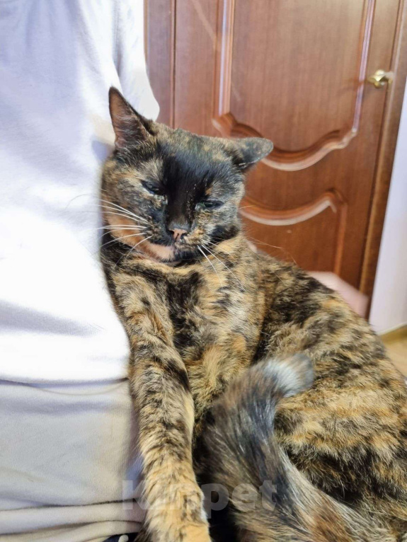 Кошки в Москве: Пуки Девочка, Бесплатно - фото 5