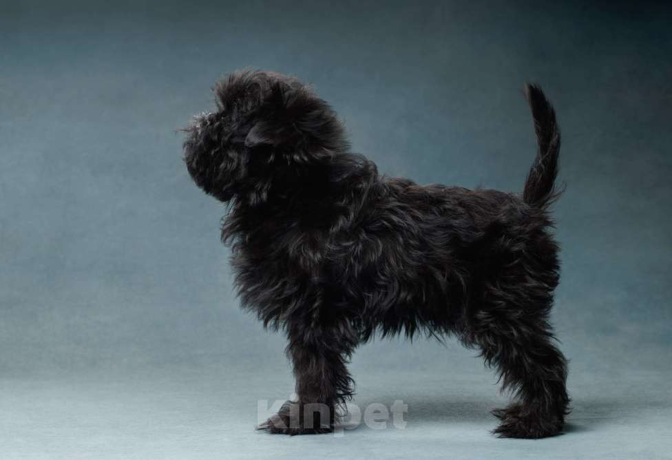 Собаки в Санкт-Петербурге: АФФЕНПИНЧЕР Щенки Девочка, Бесплатно - фото 4