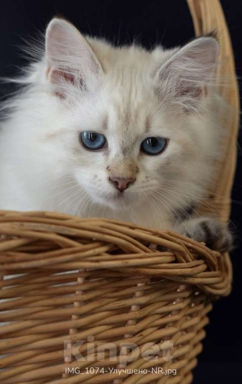 Кошки в Москве: Невская маскарадная золотой окрас Девочка, 30 000 руб. - фото 2