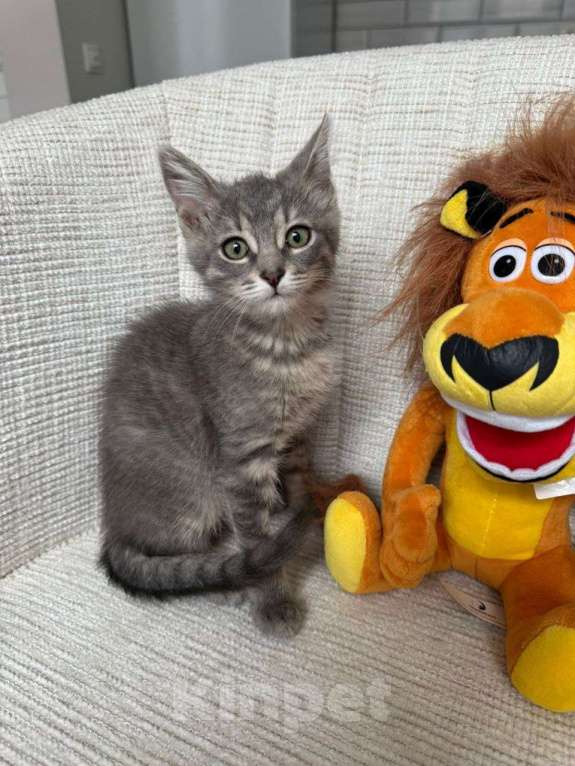 Кошки в Москве: Котенок в дар Девочка, Бесплатно - фото 2