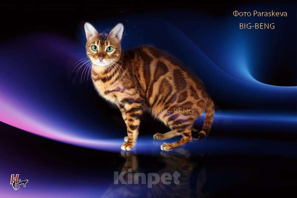 Кошки в Санкт-Петербурге: Бегальский мальчик 3 месяца Мальчик, 40 000 руб. - фото 7