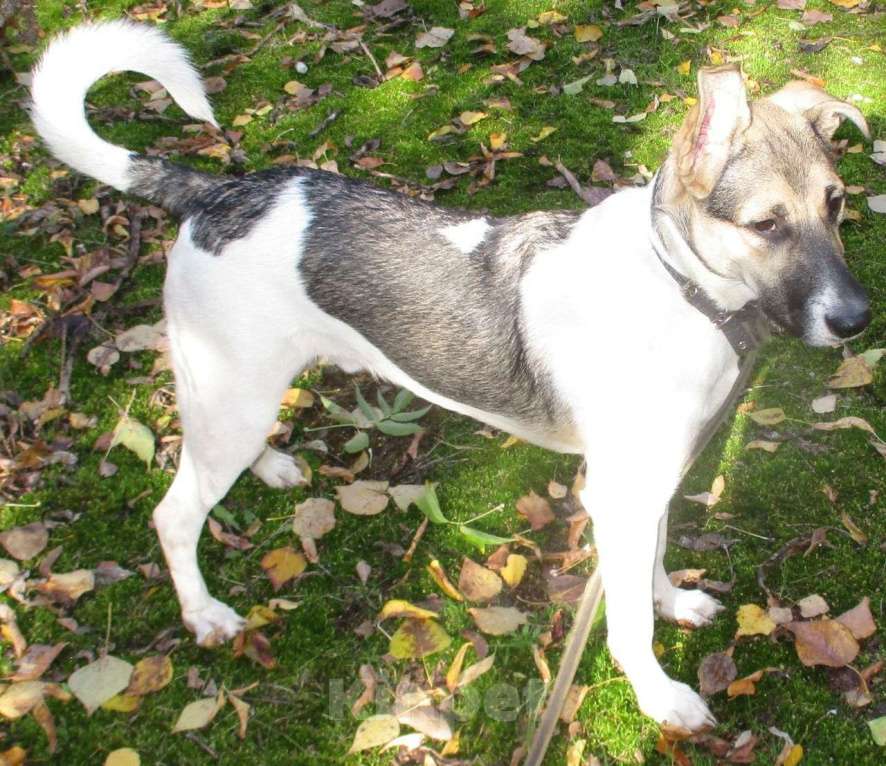 Собаки в Москве: Умный песик Робин Мальчик, Бесплатно - фото 5