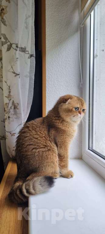 Кошки в Туапсе: Шотландский вислоухий котик ищет семью Мальчик, 55 000 руб. - фото 5