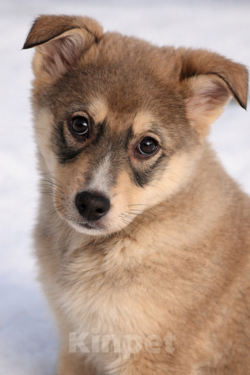 Собаки в Москве: Щенок Луна ищет дои Девочка, Бесплатно - фото 2