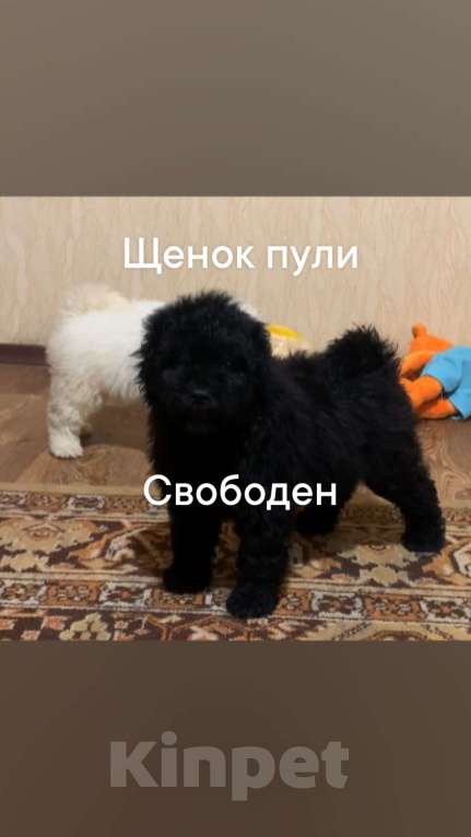 Собаки в Ростове-на-Дону: Черный мальчишка пули Мальчик, 40 000 руб. - фото 1