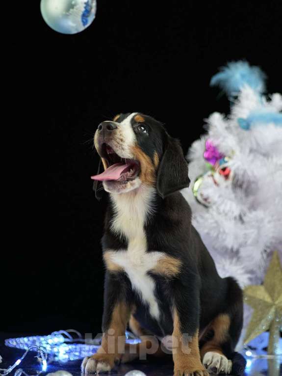 Собаки в московском: Щенки Большого Швейцарского Зенненхунда Мальчик, 80 000 руб. - фото 1