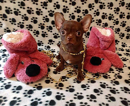 шоколадный мальчик 5 мес мелкий стандарт