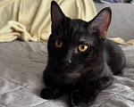 Кошки в Королеве: котенок Шмель ищет дом Девочка, Бесплатно - фото 3