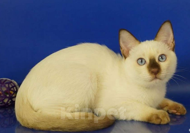 Кошки в Москве: Louis Gamlet Мальчик, 60 000 руб. - фото 7