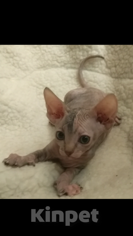 Кошки в Курске: Донская девочка цветная гетерохромия  Девочка, 20 000 руб. - фото 4