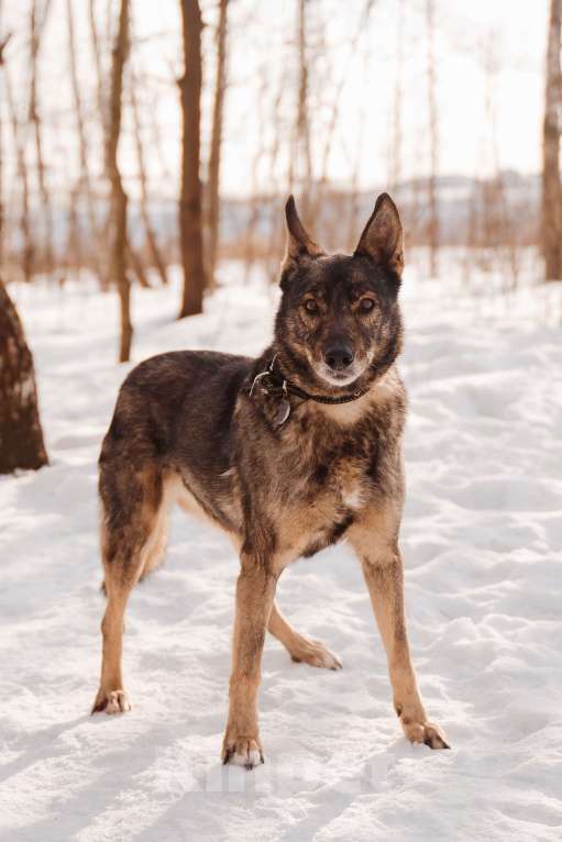 Собаки в Москве: Дуся Девочка, Бесплатно - фото 4