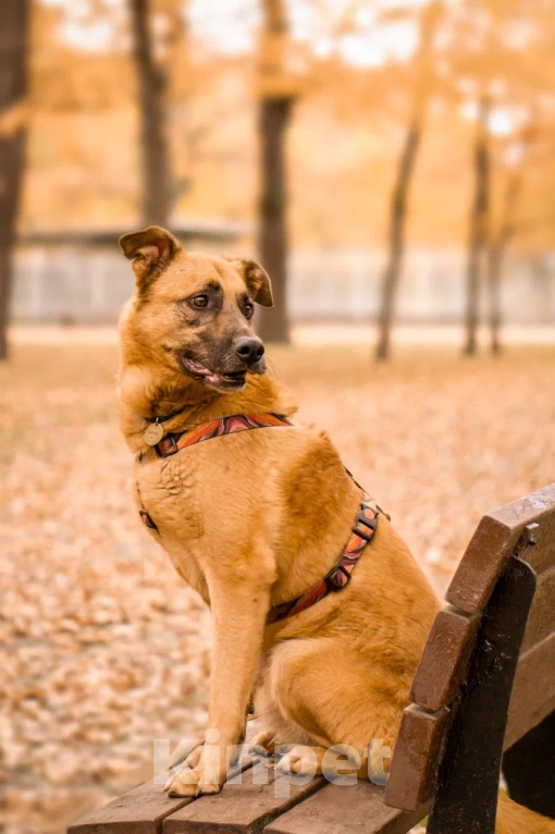 Собаки в Москве: Парень Арчи в добрые руки Мальчик, Бесплатно - фото 3
