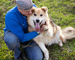 Собаки в Москве: Валли  - слепой пёсик в добрые руки Мальчик, Бесплатно - фото 4