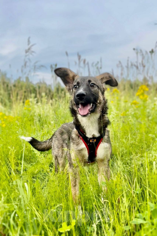 Собаки в Москве: ВЕСНУШКА. Нежная рыжая красотка. Девочка, 1 руб. - фото 5