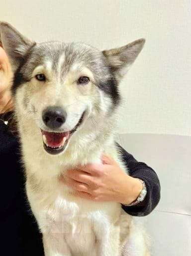 Собаки в Москве: классный парень лайка в добрые руки Мальчик, Бесплатно - фото 1