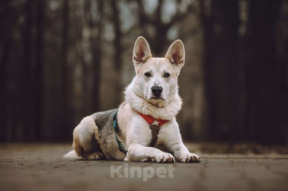 Собаки в Москве: Марко ищет дом и семью! Мальчик, Бесплатно - фото 8