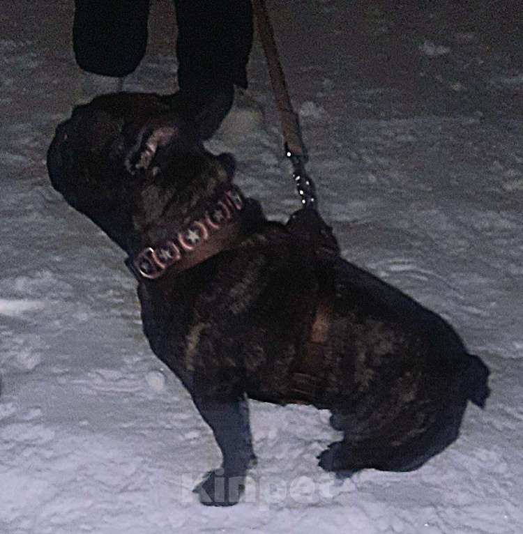 Собаки в Химках: Французский бульдог Мальчик, Бесплатно - фото 2