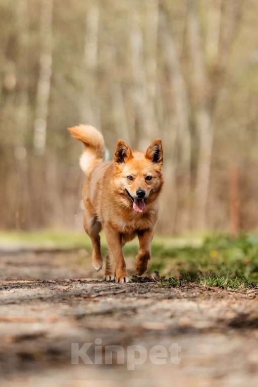 Собаки в Москве: Финский шпиц Лиса в добрые руки Девочка, 1 руб. - фото 7