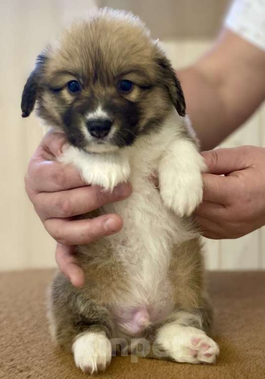 Собаки в Вологде: Щенки вельш корги пемброк  Мальчик, 50 000 руб. - фото 2