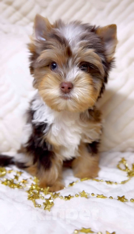 Собаки в Москве: Эксклюзивный мальчик красавчик Мальчик, Бесплатно - фото 2
