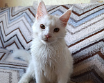 Кошки в Москве: Белая девочка Девочка, 30 000 руб. - фото 1