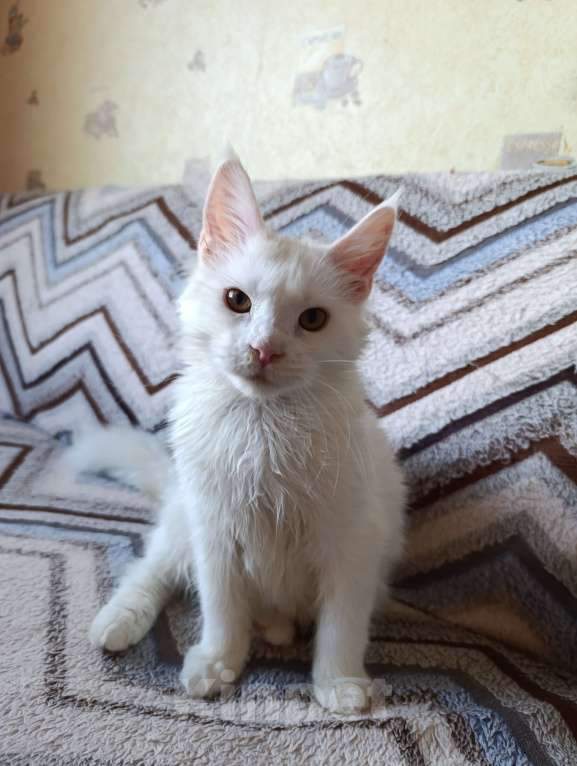 Кошки в Москве: Белая девочка Девочка, 30 000 руб. - фото 1