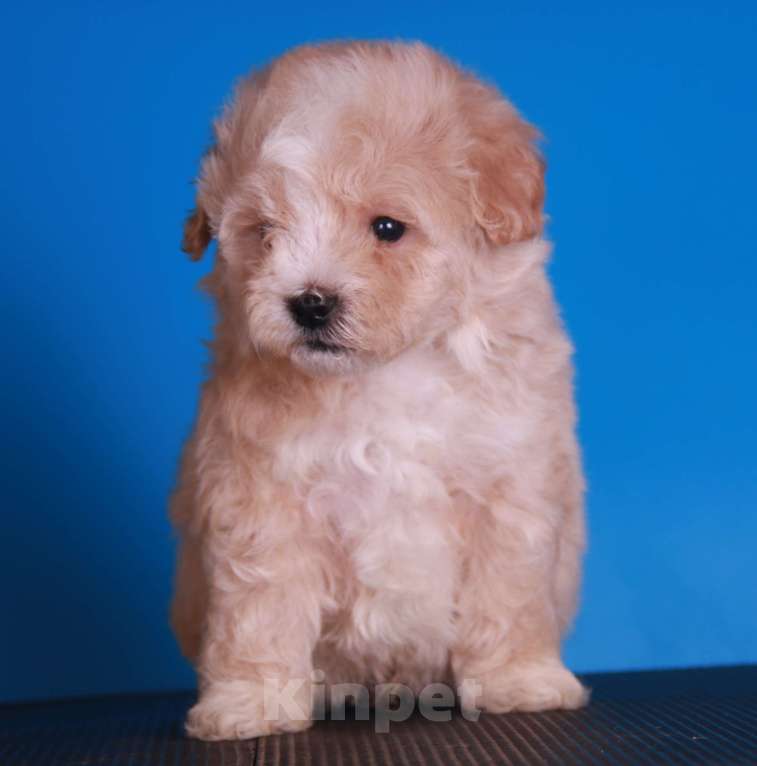 Собаки в Москве: мальтипу Ф1 щенки Мальчик, 150 000 руб. - фото 8