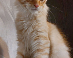 Кошки в Красном Севшем: Очаровательный хулиган, породы Мейн-Кун Мальчик, 45 000 руб. - фото 1