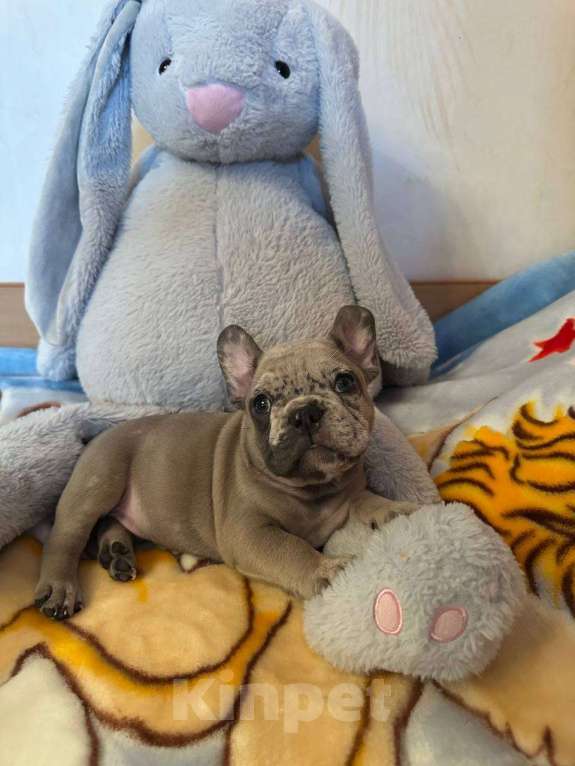 Собаки в Саратове: Мальчик мерле Мальчик, 50 000 руб. - фото 3