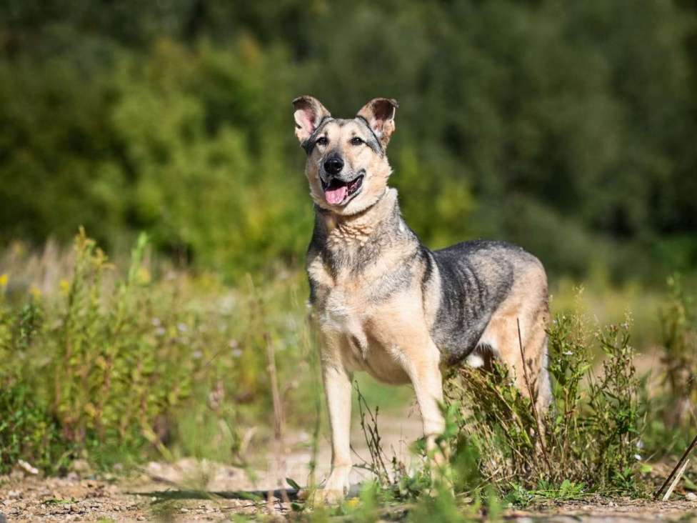 Собаки в Химках: Лосик в добрые руки Мальчик, Бесплатно - фото 5